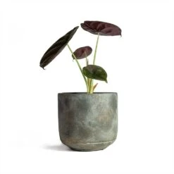 Saar Plant Pot - Earth Cement 41 Saar Plant Pot - Earth Cement -Hortology Plants Shop Alocasia cuprea Red Secret Elephant Ear 13x28cm Saar Plant Pot Earth Cement 16x15cm 468adaca 7bc7 4249 b239 b645cef961ee