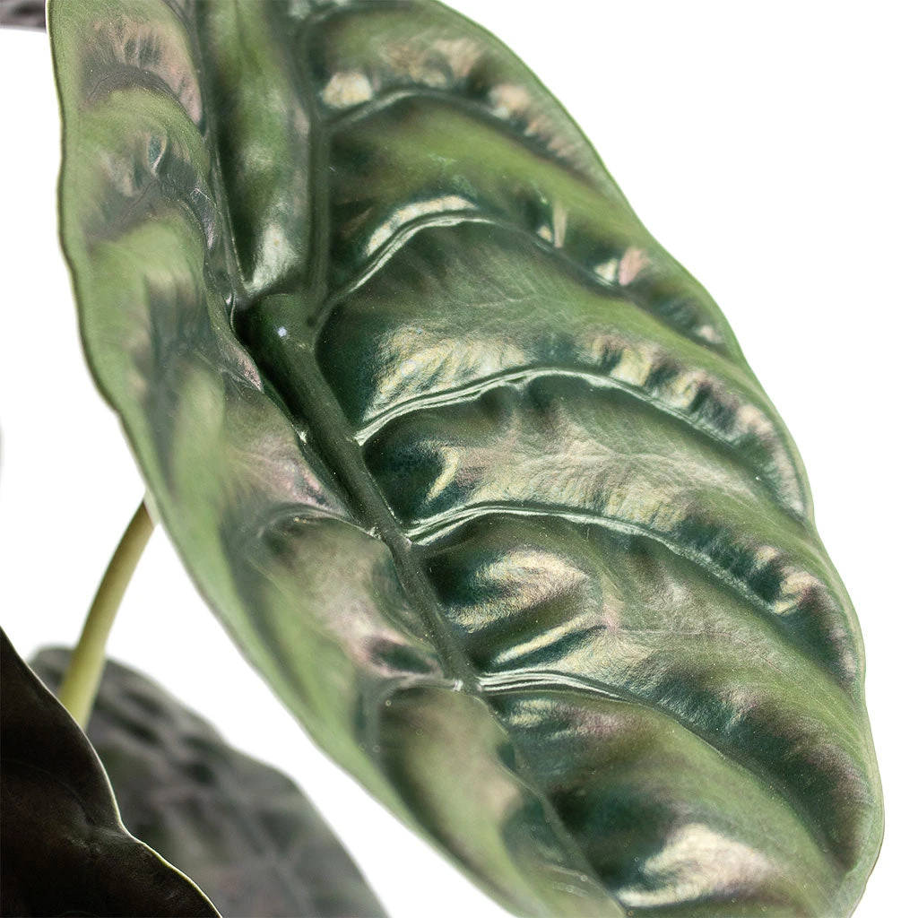 Alocasia Cuprea Red Secret - Elephant Ear 7 Alocasia Cuprea Red Secret - Elephant Ear - Image 5