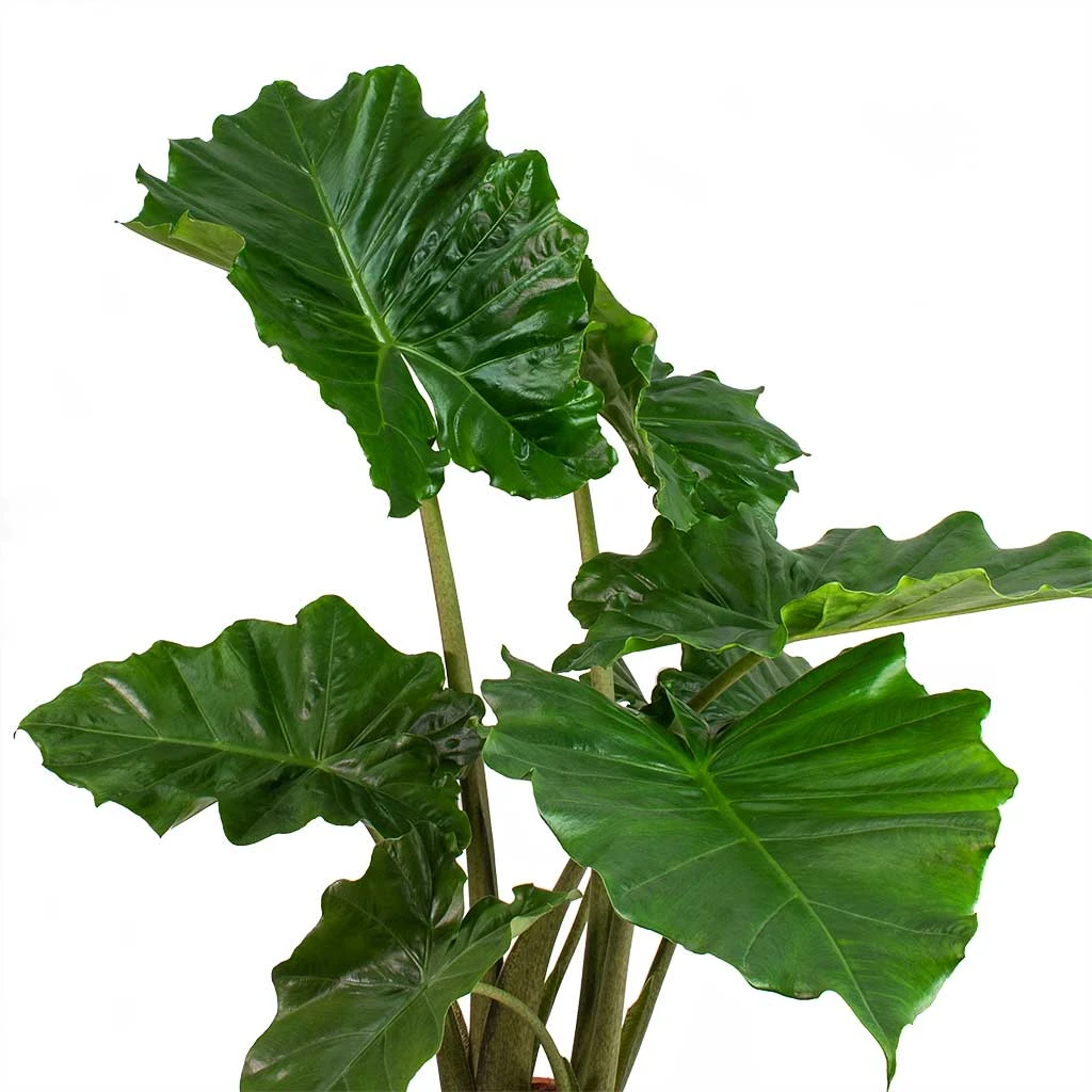 Alocasia Portodora - Upright Elephant Ear 9 Alocasia Portodora - Upright Elephant Ear - Image 7