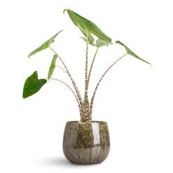 Odile Plant Pot - Green 15 Odile Plant Pot - Green -Hortology Plants Shop Alocasia zebrina Tiger 13x45cm Odile Pot Green 21x17cm 1