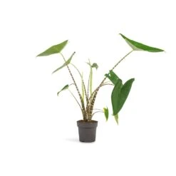 Alocasia Zebrina Tiger - Elephant Ear 30 Alocasia Zebrina Tiger - Elephant Ear -Hortology Plants Shop Alocasia zebrina Tiger Elephant Ear 13x45 1