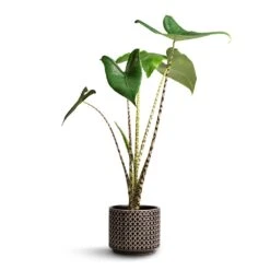 Alocasia Zebrina Tiger - Elephant Ear 40 Alocasia Zebrina Tiger - Elephant Ear -Hortology Plants Shop Alocasia zebrina Tiger Elephant Ear 13x45cm Thies Plant Pot Anthracite 17x15cm 8992ca93 1eaa 4cec bcba 8d4c78c75f97