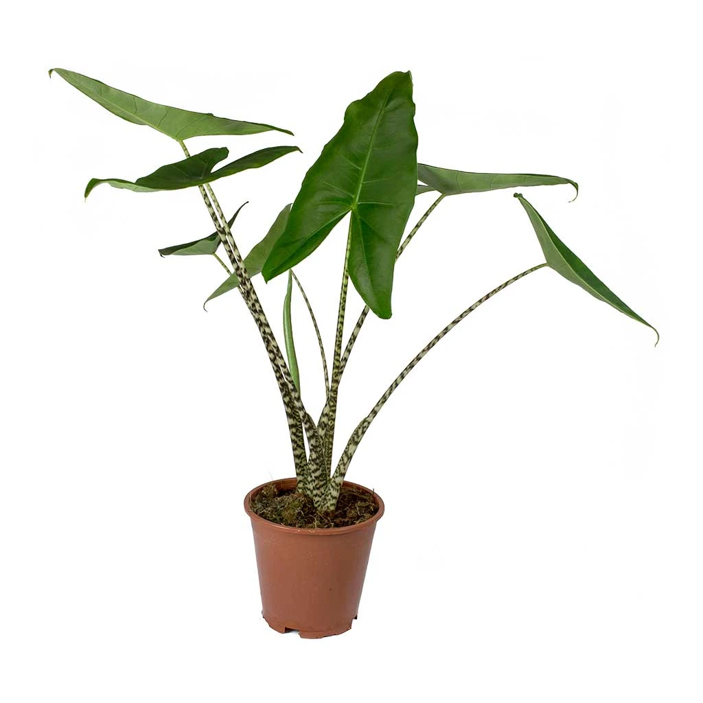 Alocasia Zebrina Tiger - Elephant Ear 18 Alocasia Zebrina Tiger - Elephant Ear - Image 16