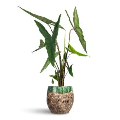 Alocasia Zebrina Tiger - Elephant Ear 26 Alocasia Zebrina Tiger - Elephant Ear -Hortology Plants Shop Alocasia zebrina Tiger Elephant Ear 24x110cm Lindy Plant Pot Black Green 30x25cm