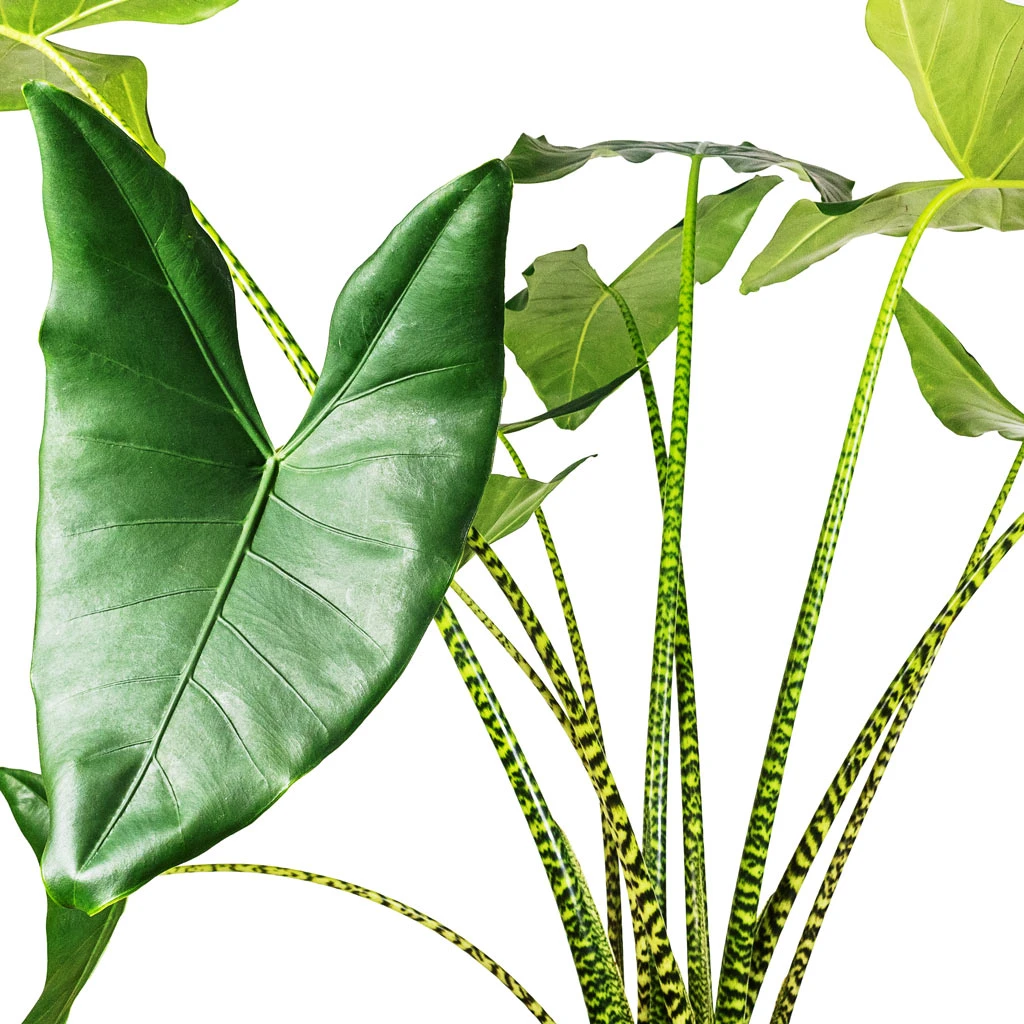 Alocasia Zebrina Tiger - Elephant Ear 4 Alocasia Zebrina Tiger - Elephant Ear - Image 2