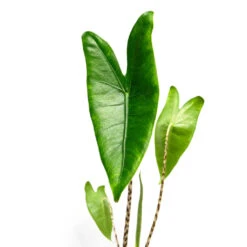 Alocasia Zebrina Tiger - Elephant Ear 29 Alocasia Zebrina Tiger - Elephant Ear -Hortology Plants Shop AlocasiazebrinaTiger ElephantEar 1