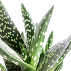 Aloe Vera Paradisicum - Jurassic Dino -Hortology Plants Shop Aloe Vera Paradisicum Jurassic Dino SWATCH