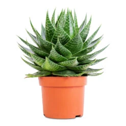 Aloe Aristata Cosmo -Hortology Plants Shop Aloe aristata Cosmo 13x22cm