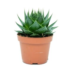 Aloe Aristata Cosmo -Hortology Plants Shop Aloe aristata Cosmo