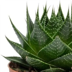 Aloe Aristata Cosmo -Hortology Plants Shop Aloe aristata Cosmo Leaves