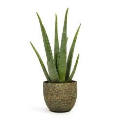 Rinca Plant Pot - Shiny Green 27 Rinca Plant Pot - Shiny Green -Hortology Plants Shop Aloe vera 12x35cm Rinca Plant Pot Shiny Green 15x13cm 2cc3997e 568a 4aa2 9d60 0d033fcb6689