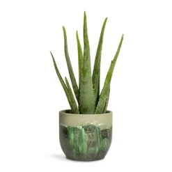 Aloe Vera 30 Aloe Vera -Hortology Plants Shop Aloe vera 15x45cm Moon Plant Pot Jungle 19x16cm a2fafaff 37af 44fb 924a 2f5bd5020ffd