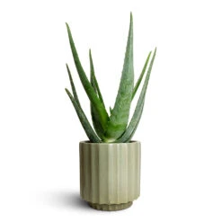 Aloe Vera 31 Aloe Vera -Hortology Plants Shop Aloe vera 15x50cm Bourton Scalloped Plant Pot Sage 18x18cm b187f9df 6bb8 440e a7c3 717616bd60dc