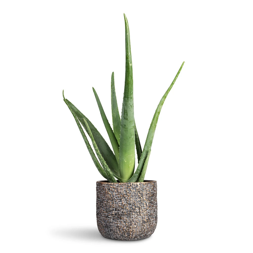 Maxim Plant Pot - Shiny Earth 11 Maxim Plant Pot - Shiny Earth - Image 9