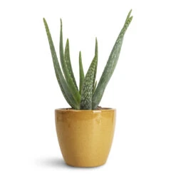 Sven Plant Pot - Mustard 16 Sven Plant Pot - Mustard -Hortology Plants Shop Aloe vera 15x50cm Sven Pot Mustard 16x13cm