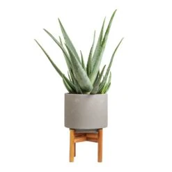 Aloe Vera 33 Aloe Vera -Hortology Plants Shop Aloe vera 19x55cm Vigo Plant Pot with Wooden Stand Concrete Grey 22x30.5cm 6b7ea2e3 3e5a 43fa 84e1 d5363b5354f9