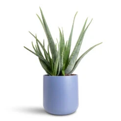 Lisbon Plant Pot - Powder Blue 19 Lisbon Plant Pot - Powder Blue -Hortology Plants Shop Aloe vera 21x60cm Lisbon Pot Powder Blue 24x24cm 1