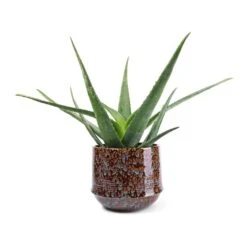Aloe Vera 39 Aloe Vera -Hortology Plants Shop Aloe vera 21x60cm Noud Plant Pot Marrakesh 26x22cm