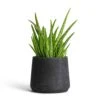 Aloe Vera Clumb 2 Aloe Vera Clumb -Hortology Plants Shop Aloe vera Clumb 12x30cm Patt Plant Pot Black Washed 17x14cm