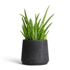 Patt Plant Pot - Black Washed 34 Patt Plant Pot - Black Washed -Hortology Plants Shop Aloe vera Clumb 12x30cm Patt Plant Pot Black Washed 17x14cm 901f7a69 45e9 4993 b044 761cc737bcc3