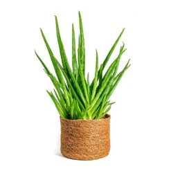 Aloe Vera Clumb -Hortology Plants Shop Aloe vera Clumb Stef Plant Baskets Set of 5 Camel