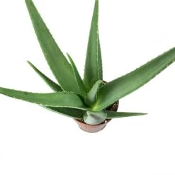 Aloe Vera 38 Aloe Vera -Hortology Plants Shop Aloe vera Leaves