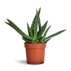 Aloe Vera Paradisicum - Jurassic Dino -Hortology Plants Shop Aloe vera Paradisicum 10.5x20cm 1