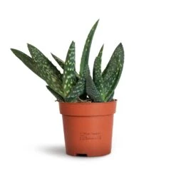 Aloe Vera Paradisicum - Jurassic Dino -Hortology Plants Shop Aloe vera Paradisicum 10.5x20cm 2