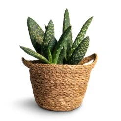 Aloe Vera Paradisicum - Jurassic Dino -Hortology Plants Shop Aloe vera Paradisicum 10.5x20cm Nelis Plant Basket Natural 13x12cm