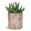 Aloe Vera Paradisicum - Jurassic Dino 2 Aloe Vera Paradisicum - Jurassic Dino -Hortology Plants Shop Aloe vera Paradisicum Jurassic Dino 10.5x20cm Fiene Plant Pot Grey 14x14cm