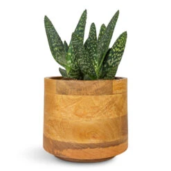 Aloe Vera Paradisicum - Jurassic Dino -Hortology Plants Shop Aloe vera Paradisicum Jurassic Dino 10.5x20cm Helle Plant Pot Natural 16x14cm