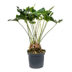 Anthurium Arrow -Hortology Plants Shop Anthurium Arrow 30x90cm