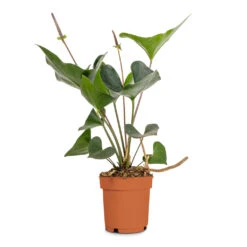 Anthurium Arrow -Hortology Plants Shop Anthurium Arrow Flamingo Flower 14x50cm