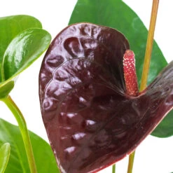 Anthurium - Flamingo Flower - Black Love 12 Anthurium - Flamingo Flower - Black Love -Hortology Plants Shop Anthurium Black Love 12x40cm SWATCH 3