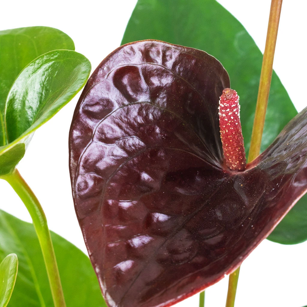 Anthurium - Flamingo Flower - Black Love 7 Anthurium - Flamingo Flower - Black Love - Image 5