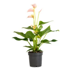 Anthurium - Flamingo Flower - Joli Peach 15 Anthurium - Flamingo Flower - Joli Peach -Hortology Plants Shop Anthurium Flamingo Flower Joli Peach 12x40cm