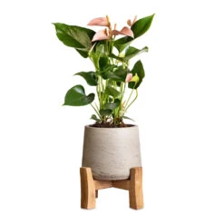 Anthurium - Flamingo Flower - Joli Peach 17 Anthurium - Flamingo Flower - Joli Peach -Hortology Plants Shop Anthurium Flamingo Flower Joli Peach 12x40cm Patt Plant Pot Low Stand Grey Washed 20x21cm 2
