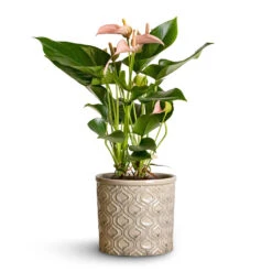 Anthurium - Flamingo Flower - Joli Peach 19 Anthurium - Flamingo Flower - Joli Peach -Hortology Plants Shop Anthurium Flamingo Flower Joli Peach 12x40cm Venetian Plant Pot Grey 16x14cm 2