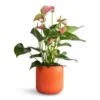 Anthurium - Flamingo Flower - Joli Peach -Hortology Plants Shop Anthurium Flamingo Flower Joli Peach 12x40cmLisbon Plant Pot Coral 13x13cm