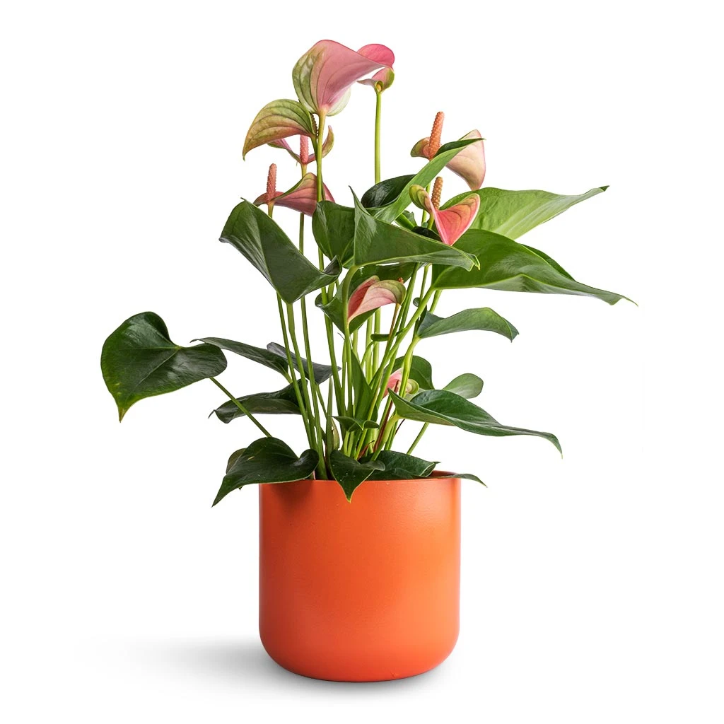 Anthurium - Flamingo Flower - Joli Peach 3 Anthurium - Flamingo Flower - Joli Peach
