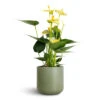 Anthurium - Flamingo Flower - Vanilla 2 Anthurium - Flamingo Flower - Vanilla -Hortology Plants Shop Anthurium Flamingo Flower Vanilla 12x40cm Lisbon Plant Pot Sage 13x13cm