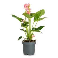 Anthurium - Flamingo Flower - Joli 13 Anthurium - Flamingo Flower - Joli -Hortology Plants Shop Anthurium Joli 12x40cm