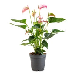 Anthurium - Flamingo Flower - Joli 15 Anthurium - Flamingo Flower - Joli -Hortology Plants Shop Anthurium Joli 17x60cm