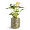 Anthurium - Flamingo Flower - Joli 2 Anthurium - Flamingo Flower - Joli -Hortology Plants Shop Anthurium Joli 9x25cm Stian Pot Moss Green 10x11cm