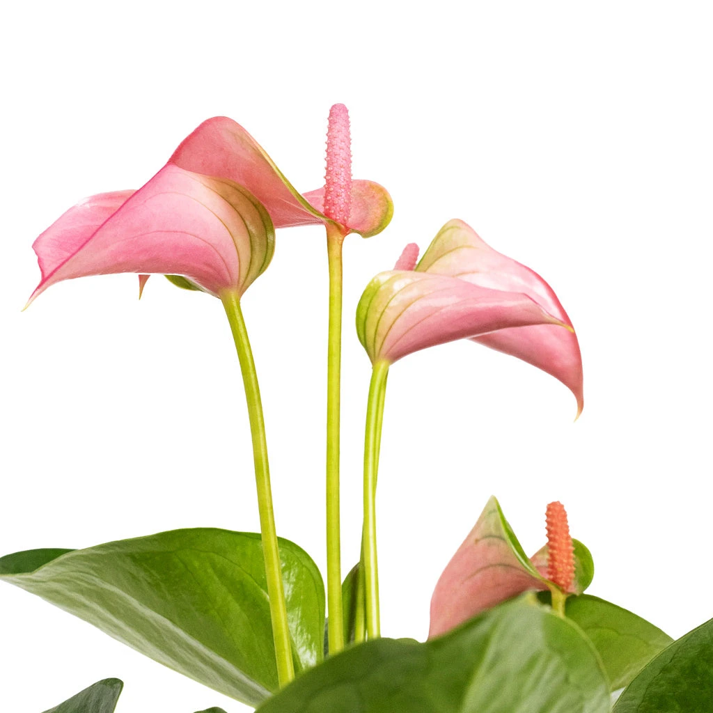 Anthurium - Flamingo Flower - Joli 6 Anthurium - Flamingo Flower - Joli - Image 4