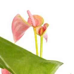 Anthurium - Flamingo Flower - Joli 11 Anthurium - Flamingo Flower - Joli -Hortology Plants Shop Anthurium Joli DETAILS