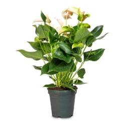 Anthurium - Flamingo Flower - Joli Peach 22 Anthurium - Flamingo Flower - Joli Peach -Hortology Plants Shop Anthurium Joli Peach 17x60cm