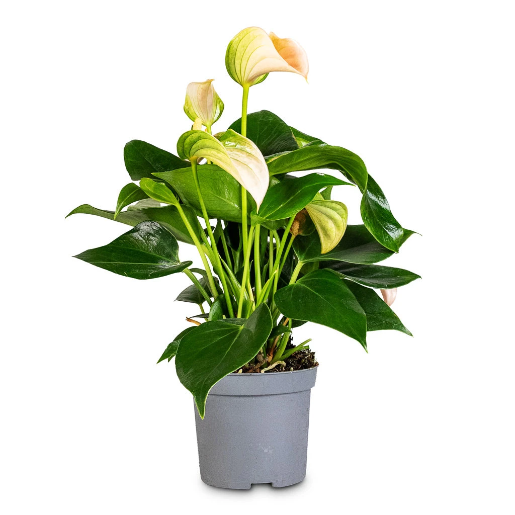 Anthurium - Flamingo Flower - Joli Peach 13 Anthurium - Flamingo Flower - Joli Peach - Image 11