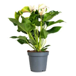 Anthurium - Flamingo Flower - Joli Pulse -Hortology Plants Shop Anthurium Joli Pulse 17x60cm