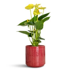 Chevron Plant Pot - Ruby 10 Chevron Plant Pot - Ruby -Hortology Plants Shop Anthurium Vanilla 12x40cm Chevron Pot Ruby 15x15cm